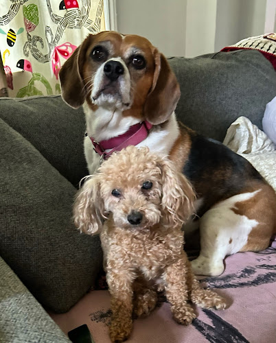 Our Dogs Life Mississauga