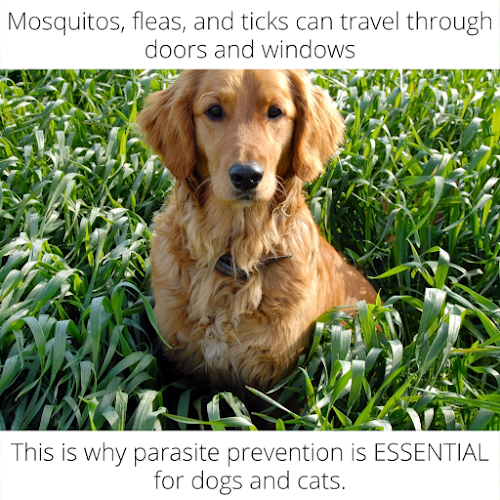 Beattie Animal Hospital – Brantford