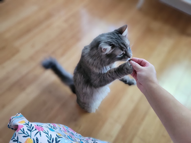 Cats and Hamsters