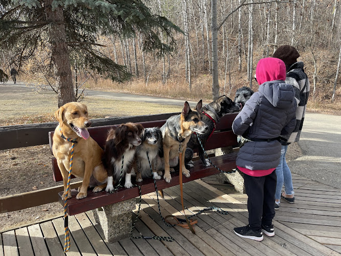 Katt the Dog Trainer – KDT