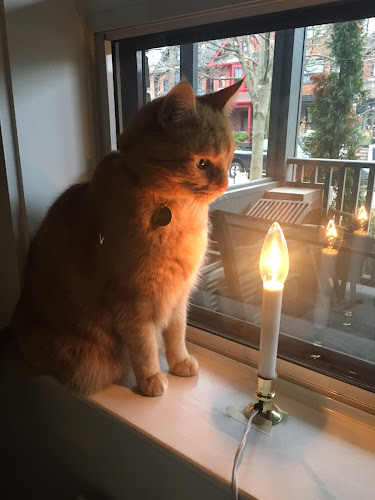 Royal Cat Care