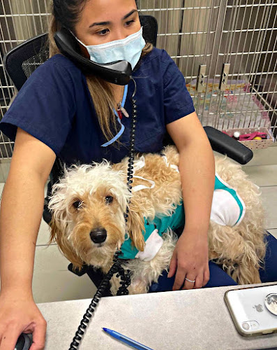Wellesley Animal Hospital
