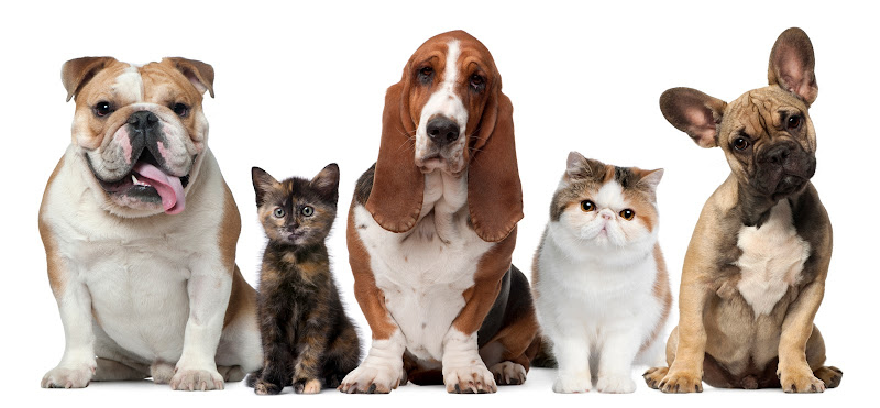 Serenity Pet Health