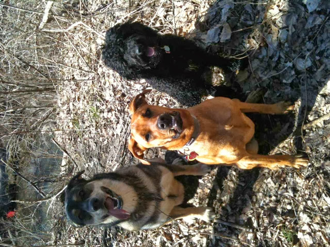 Meet Your Mutt