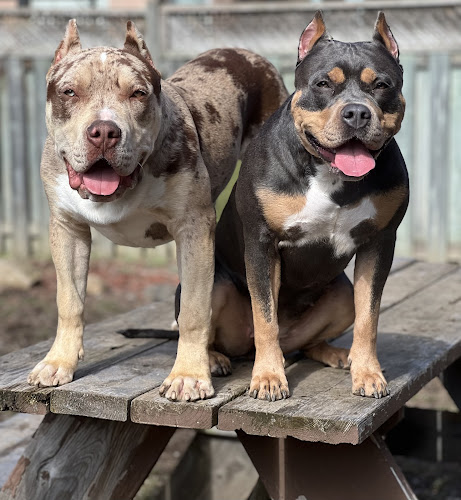 Upshot Kennels