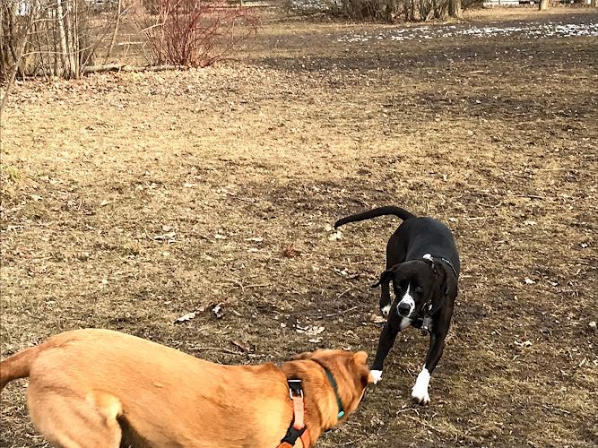 Aces High Dog Services