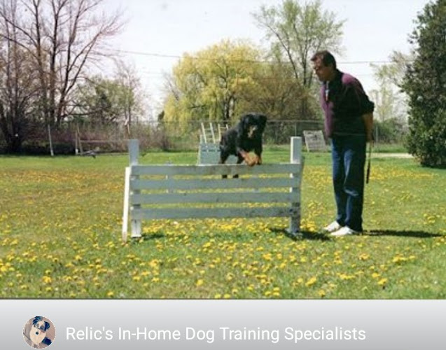 Magic Touch Dog Training And Consulting