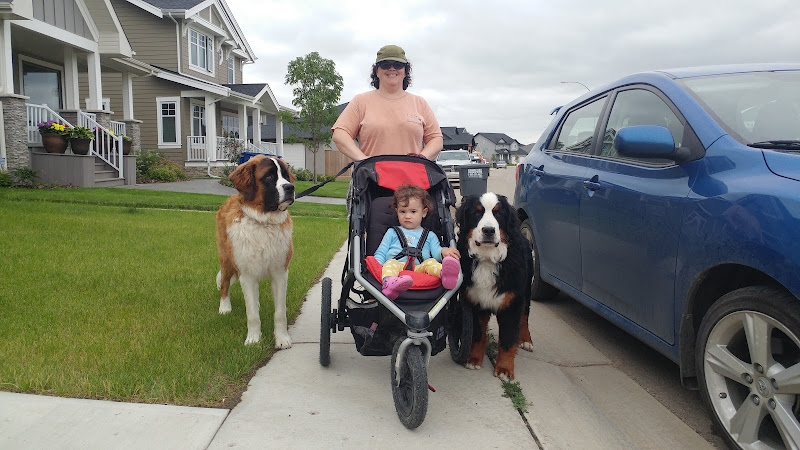 Pets Play While You’re Away Pet Care