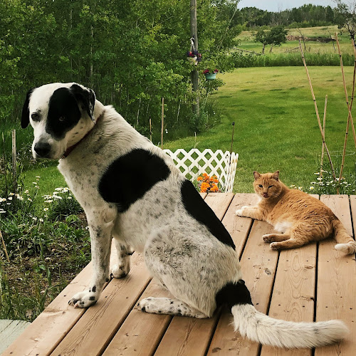 Cozy Paws | Pet Sitting Service | Calgary