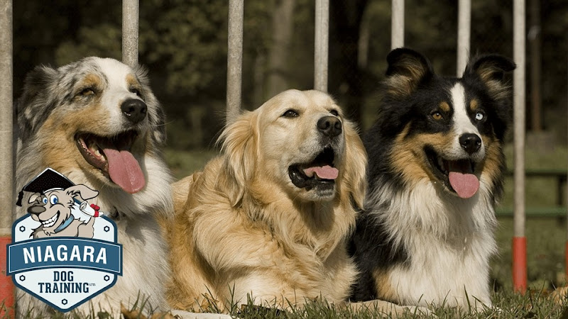 Niagara Dog Training