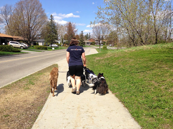 Positive Changes Dog Training