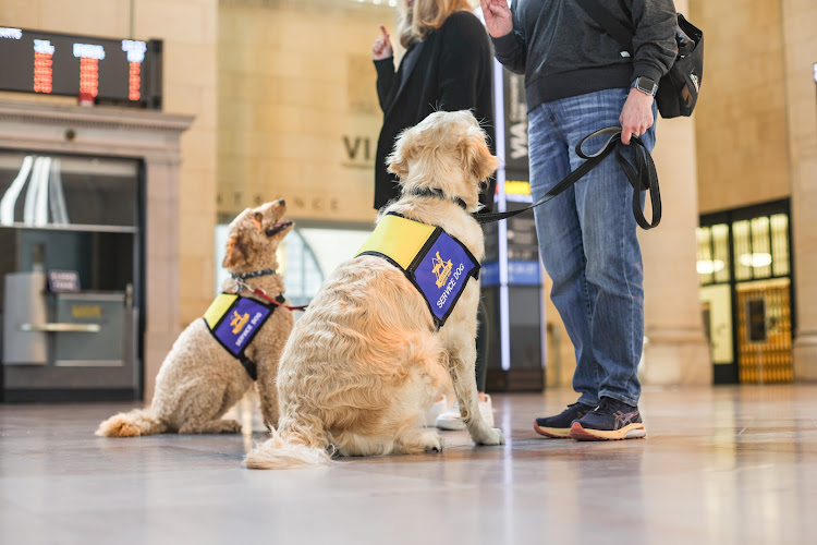 Alliance Service Dogs