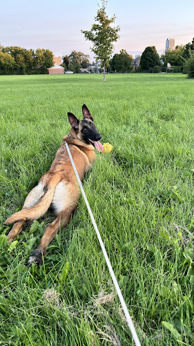 SKS K9 Dog Training