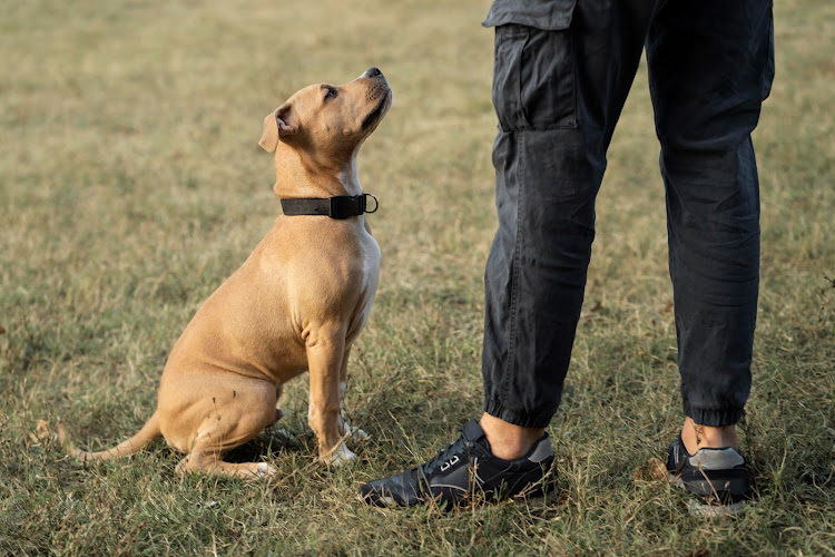 Canine North – Dog Training & Geese Control