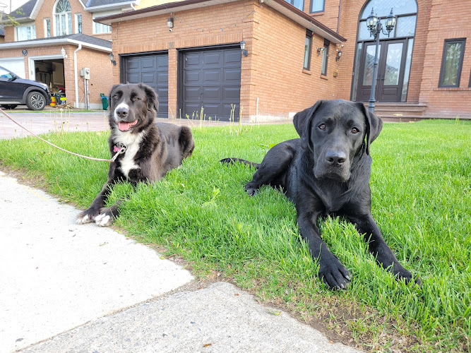 True North Canine Academy