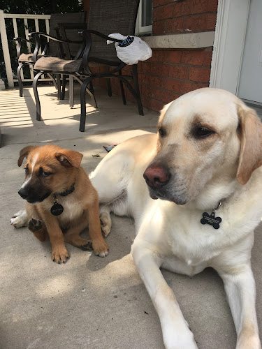 C.R. Rescue K9