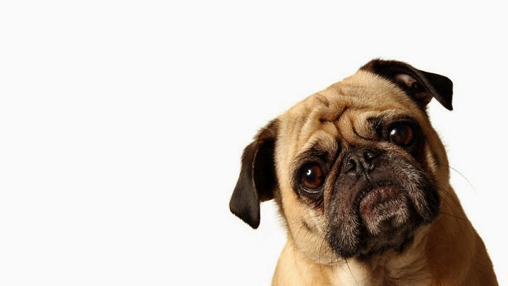 Bark Busters In Home Dog Training – Montreal