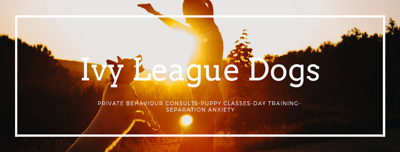 Ivy League Dogs