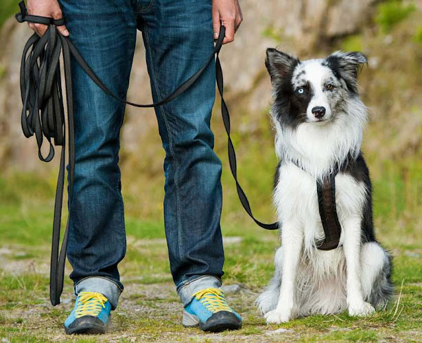 Dog Training – Puppy Trainer – Montreal Dog Institution