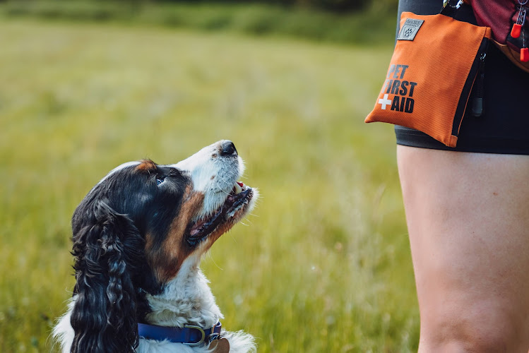 Paws à pas, Par amour pour les chiens