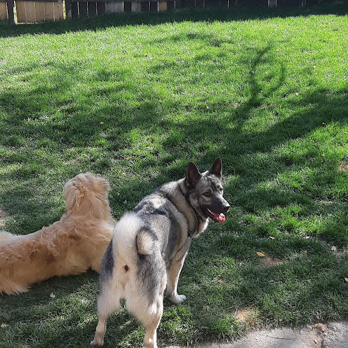K9 Cuddles Doggy Daycare and Boarding Services