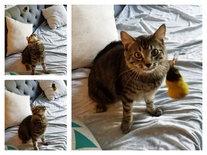 Mad Catter Sitting