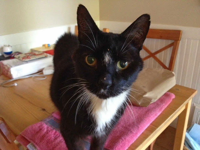 Meow Minder Cat Sitting