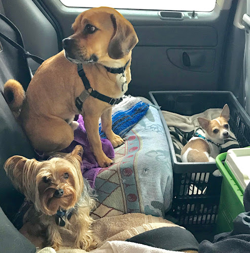 Karen For Your Pets and Home