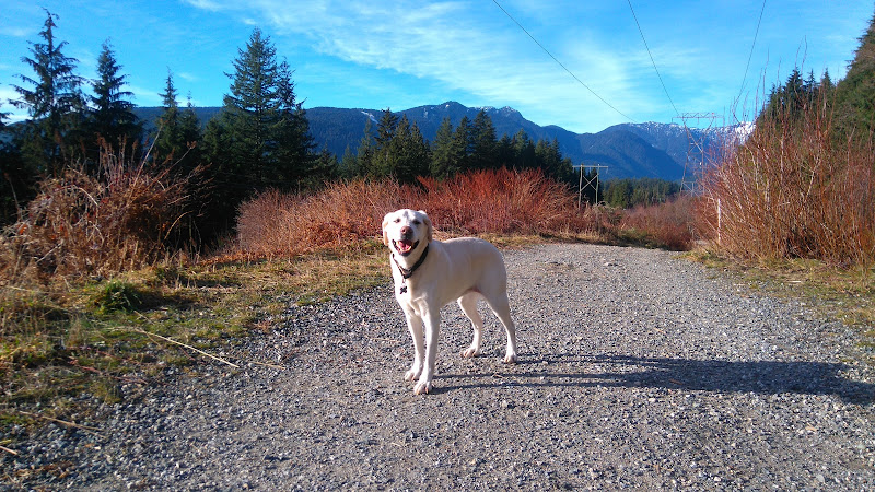Trail Tails – North Shore Dog Walking