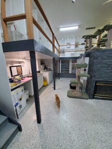 Calico Hills Kitty Lodge