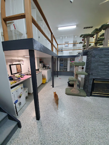 Calico Hills Kitty Lodge