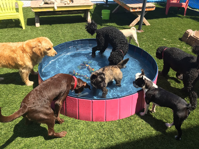 Pampered Paws Inn