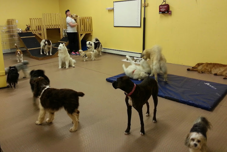 Wag Canine Recreation Centre