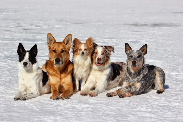 Dig It Dogs Canine Services