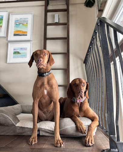 The Pet Connection – Animal Services