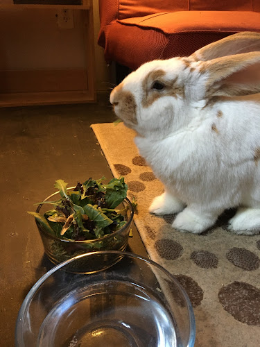 Kitchener Bunny Boarding