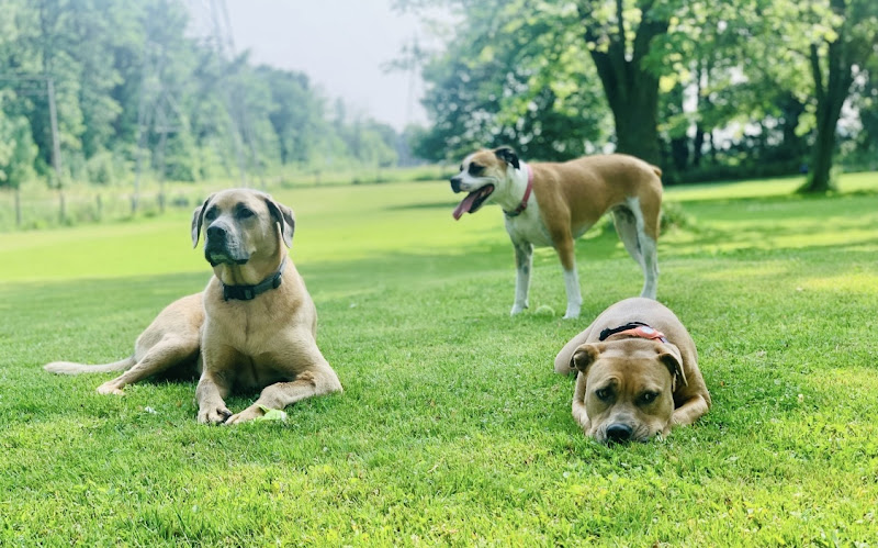 Go Fetch – In Home Dog Boarding