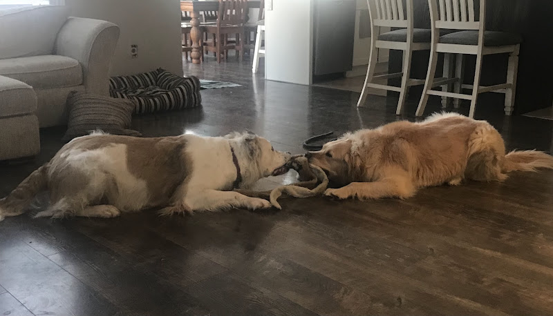 Trudy Cares pet sitting