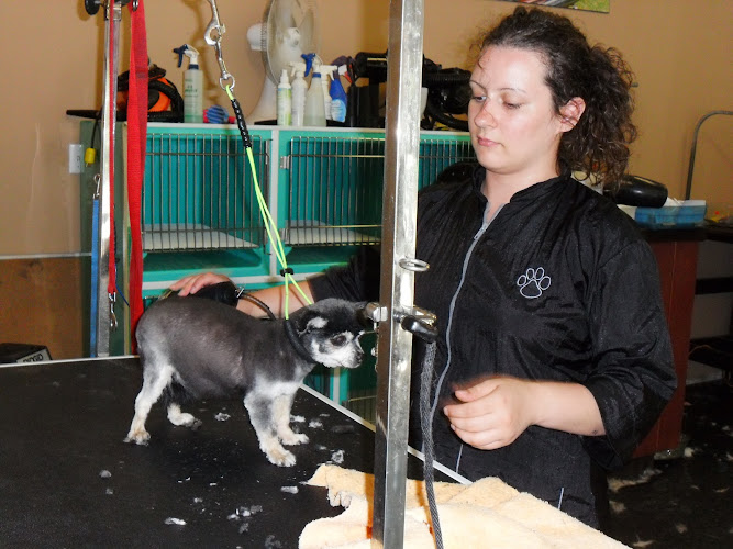 Designs By Rochelle Pet Grooming