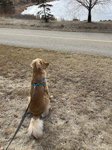 Happy Paws In Motion