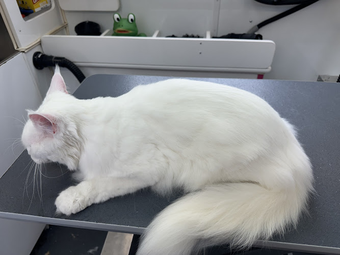 Pampurrred PussyCat Grooming