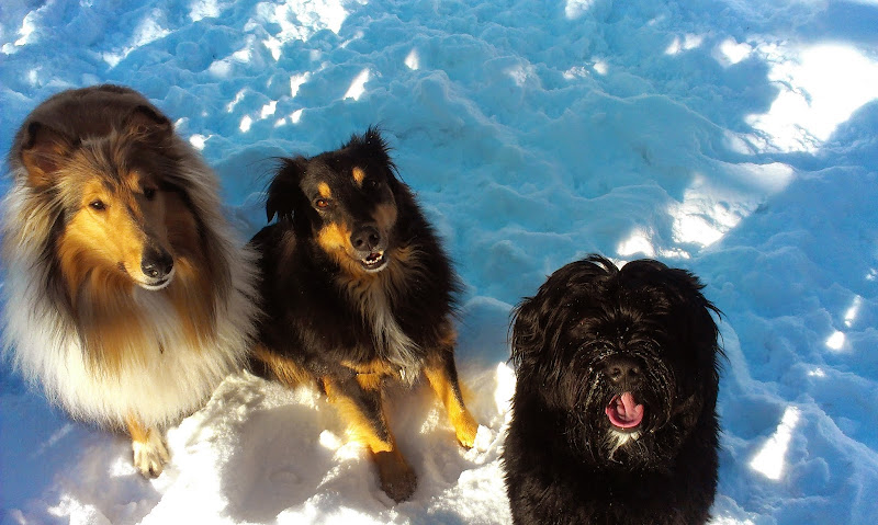 Your Dog Walker