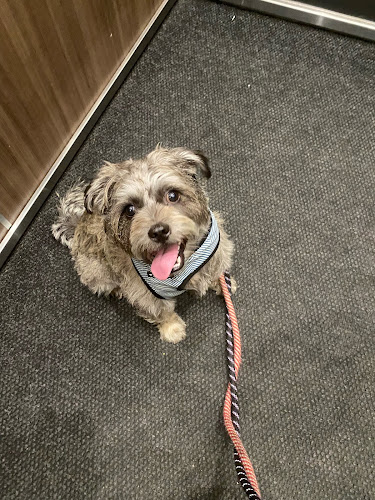 Pika’s exclusive 1 on1 dogwalks/boarding/daycare