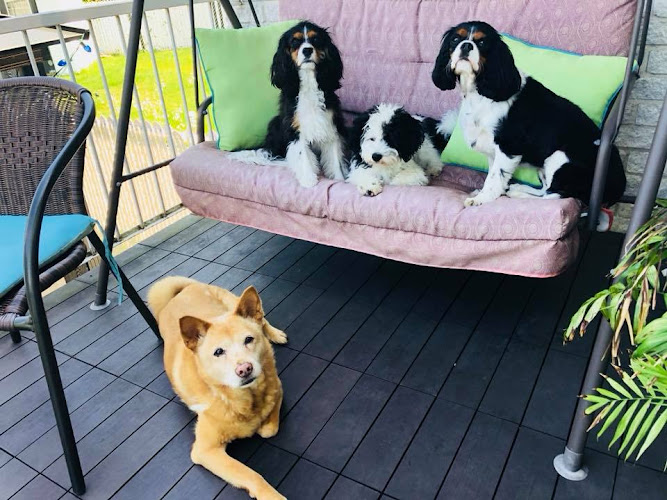 Rosemont promenades pour chiens -Dog Walking – Pet Sitting