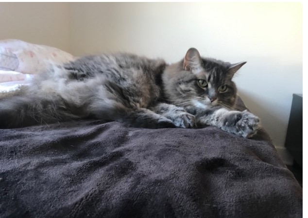 Les Anges Gardiennes Pet Care Vaudreuil-Dorion