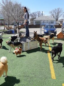 Pawsitive Experiences