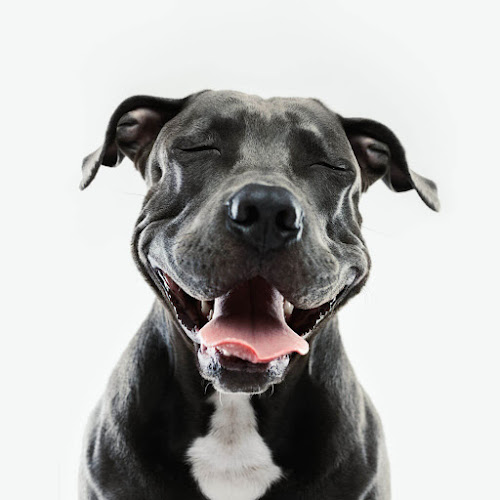 Leal’s Canine Solutions (Dog Training & Boarding)