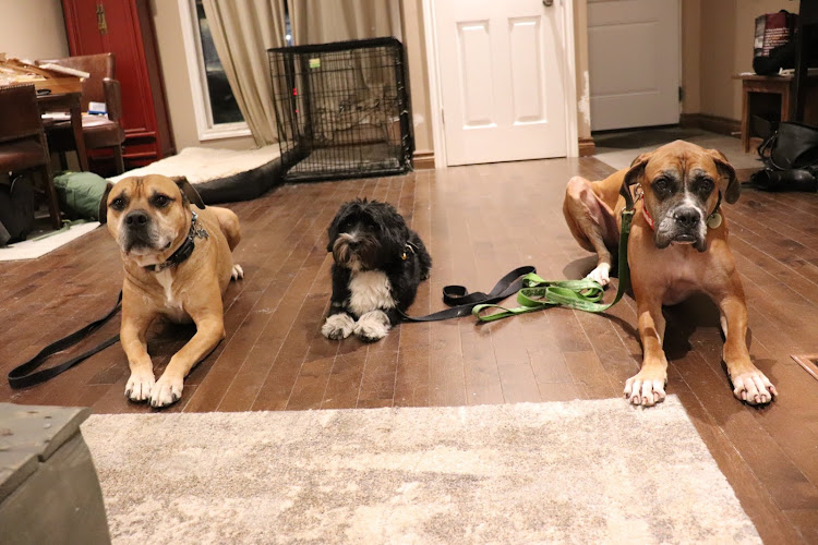 Forward dog training