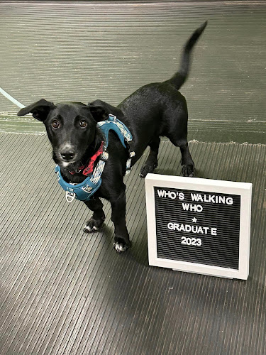 Who’s Walking Who Dog Training