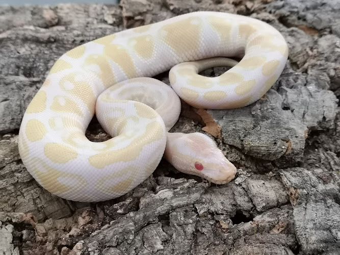 Monarch Reptiles